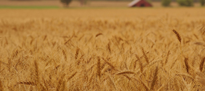 Fondo de pantalla Ears of rye and wheat 720x320