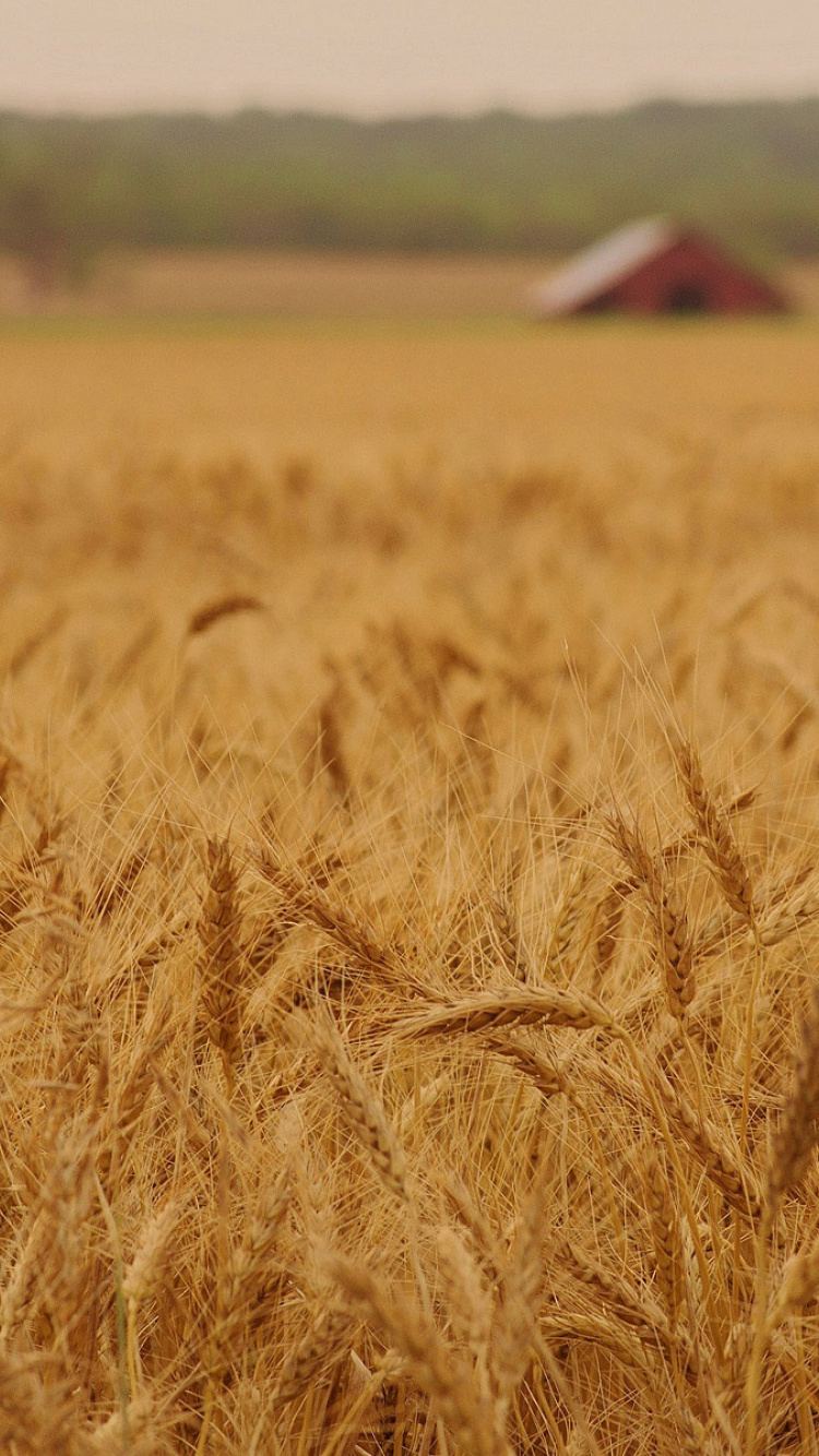 Ears of rye and wheat wallpaper 750x1334