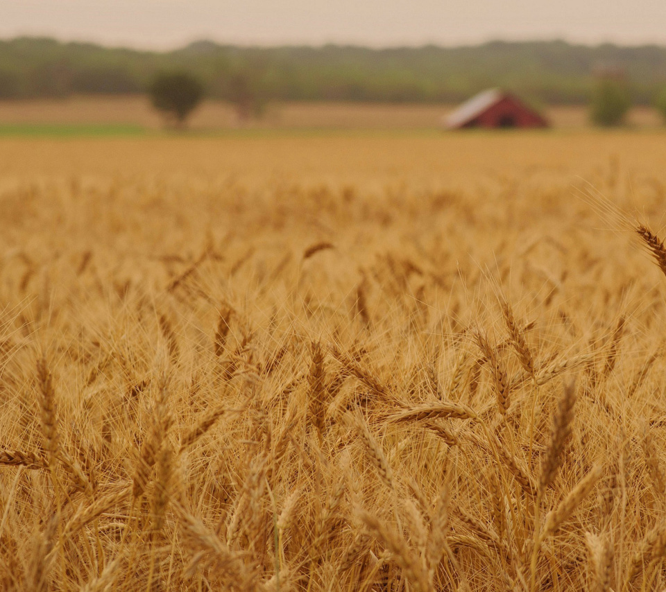 Ears of rye and wheat screenshot #1 960x854