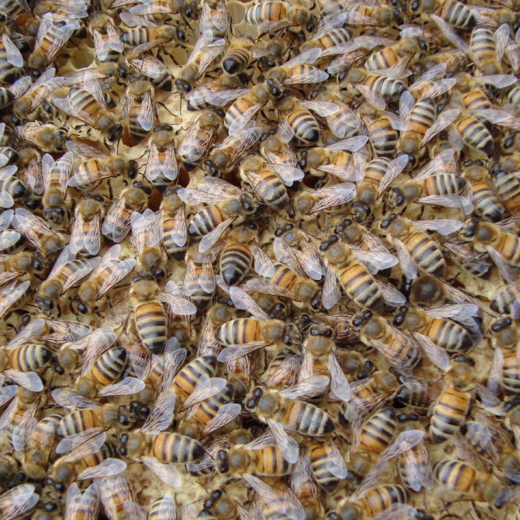 Bees wallpaper 1024x1024