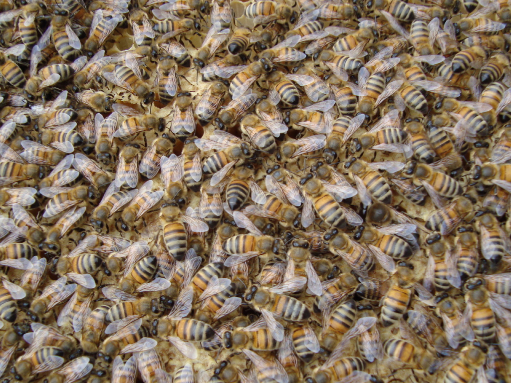 Bees wallpaper 1024x768