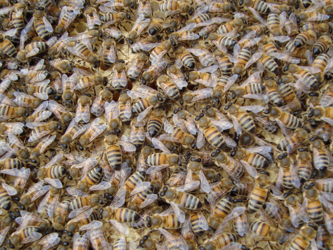 Sfondi Bees 1152x864