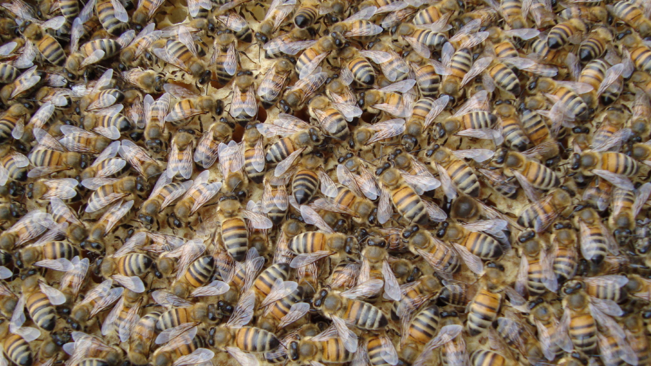 Bees wallpaper 1280x720