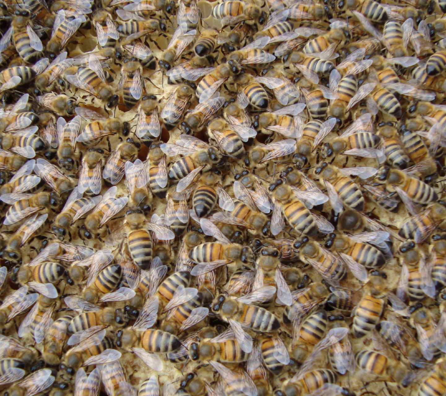 Fondo de pantalla Bees 1440x1280