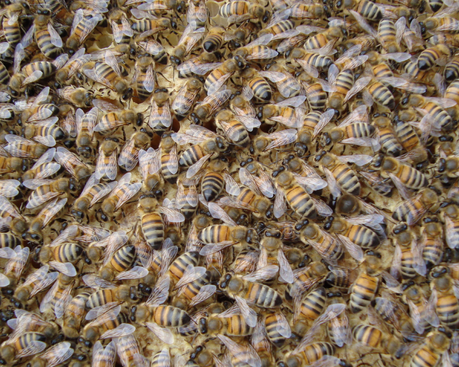 Bees wallpaper 1600x1280