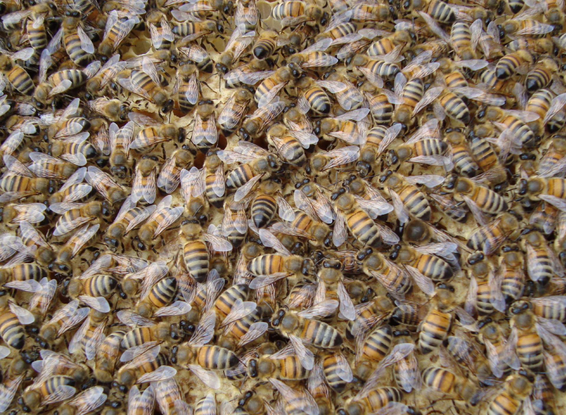 Bees wallpaper 1920x1408