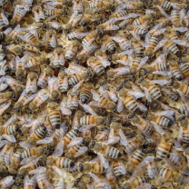 Das Bees Wallpaper 208x208