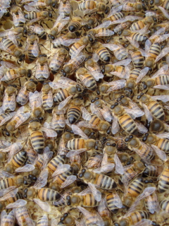 Das Bees Wallpaper 240x320