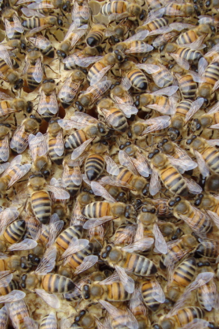 Fondo de pantalla Bees 320x480