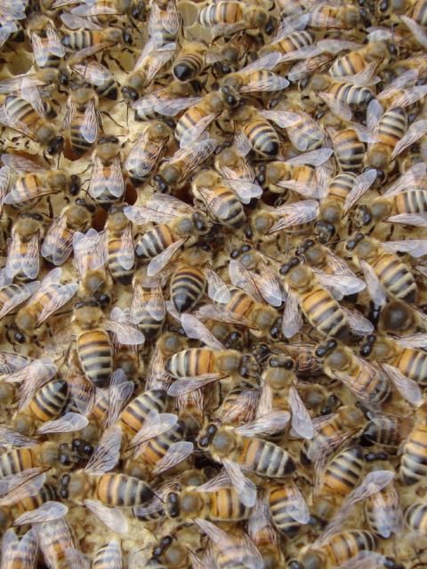 Fondo de pantalla Bees 480x640