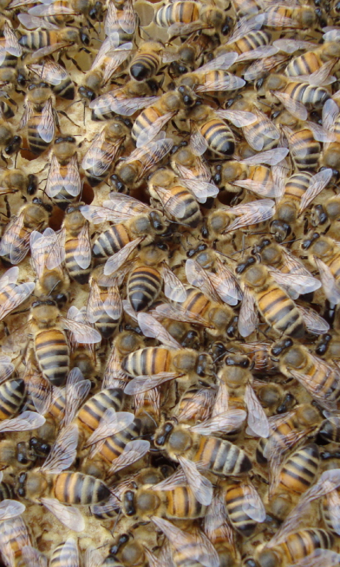 Sfondi Bees 480x800