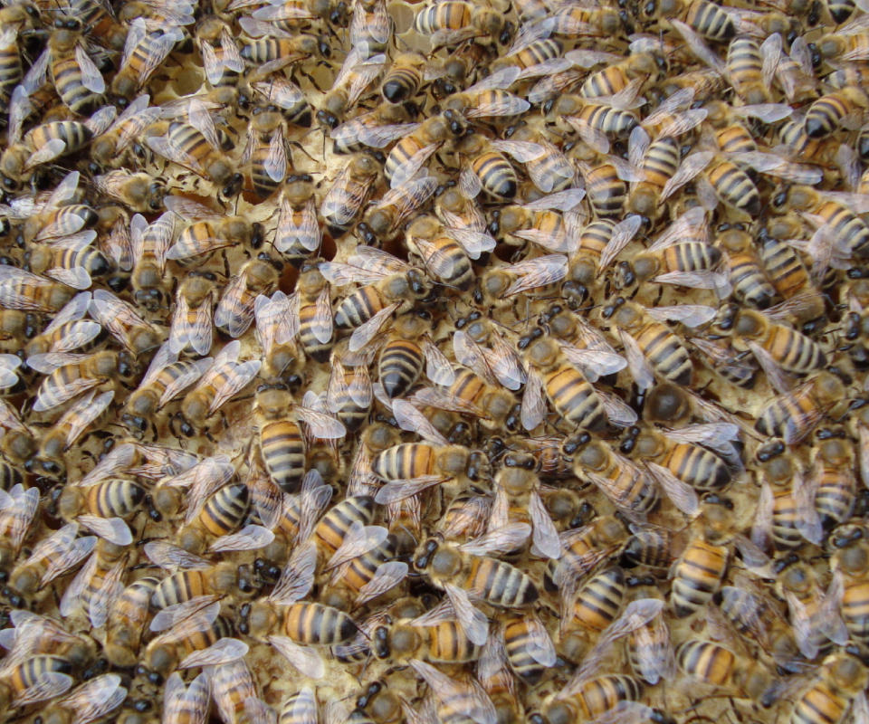 Bees wallpaper 960x800