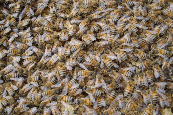 Das Bees Wallpaper