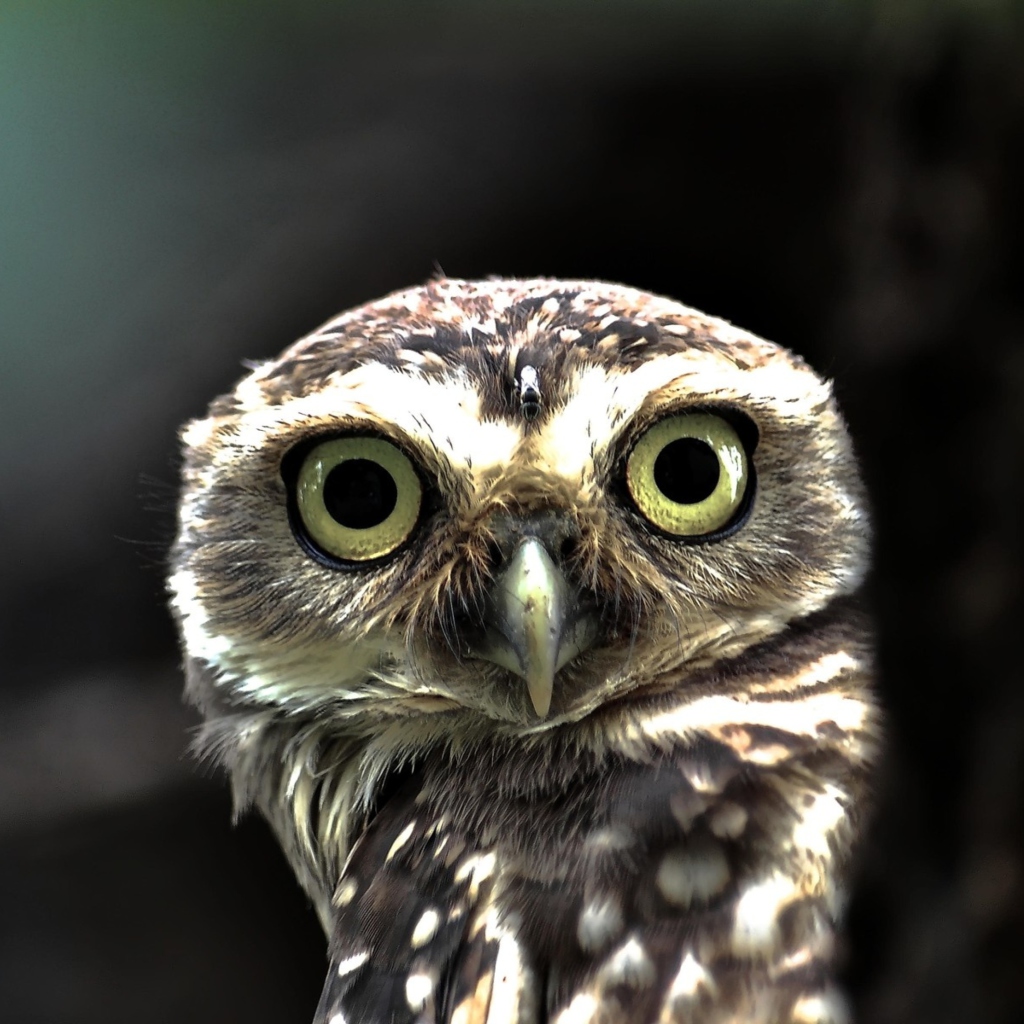 Big Eyed Owl wallpaper 1024x1024