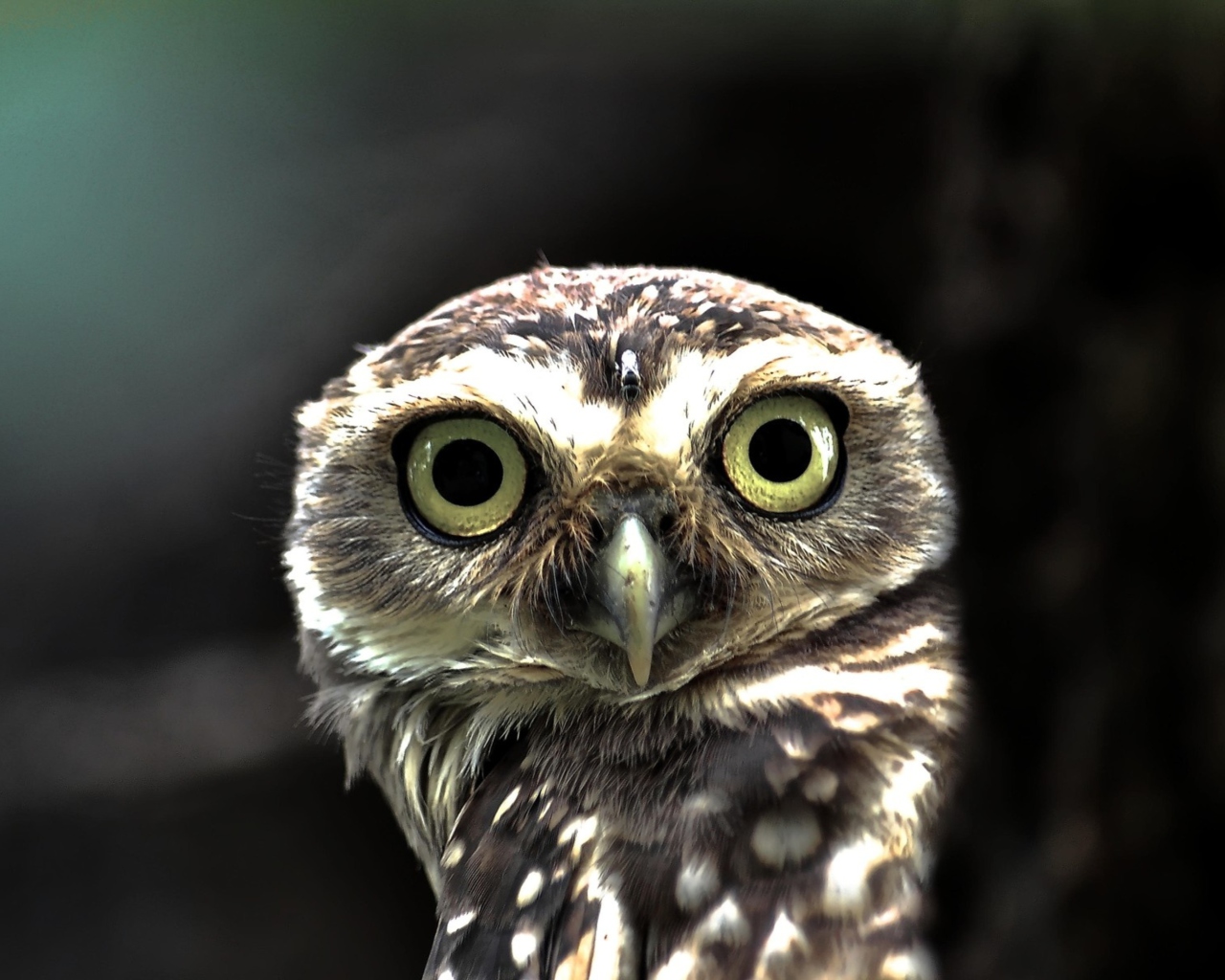 Das Big Eyed Owl Wallpaper 1280x1024