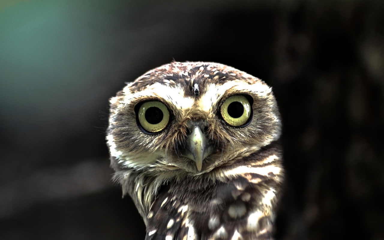 Обои Big Eyed Owl 1280x800