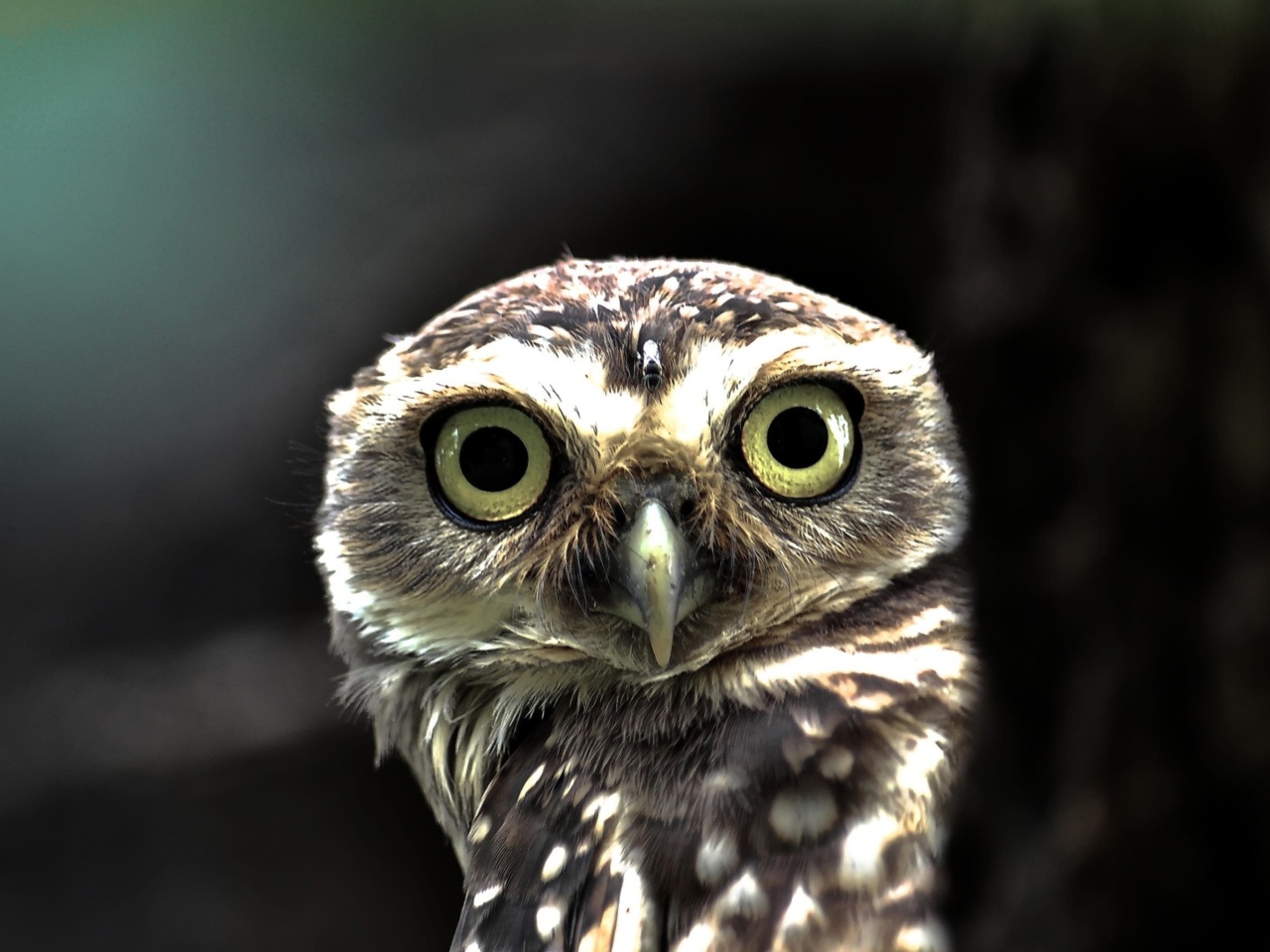 Big Eyed Owl wallpaper 1280x960