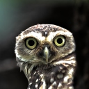 Fondo de pantalla Big Eyed Owl 128x128