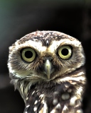 Big Eyed Owl wallpaper 128x160