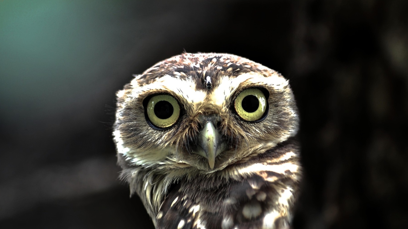Big Eyed Owl wallpaper 1366x768