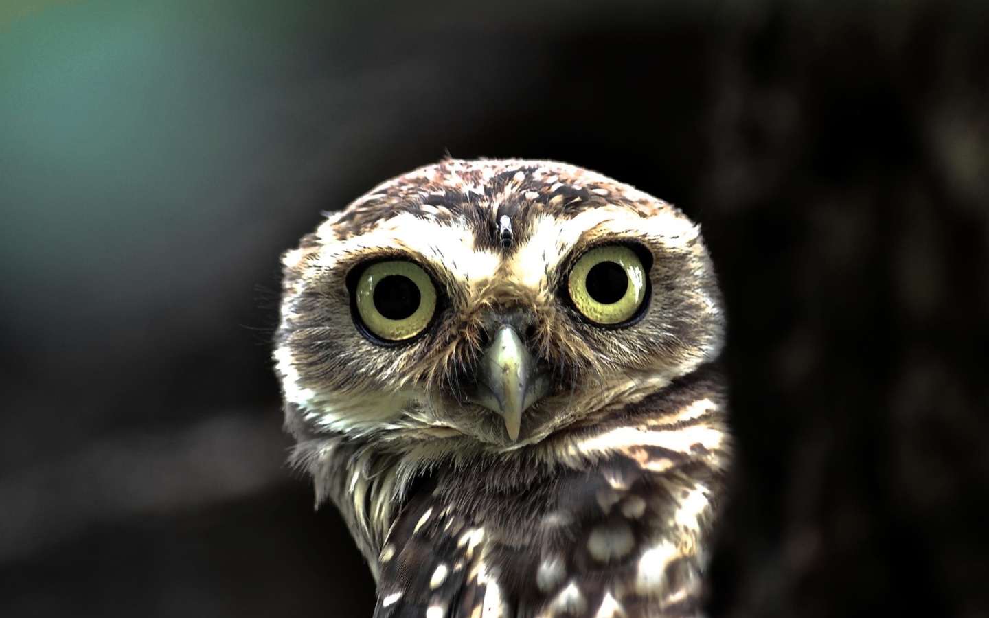 Big Eyed Owl wallpaper 1440x900