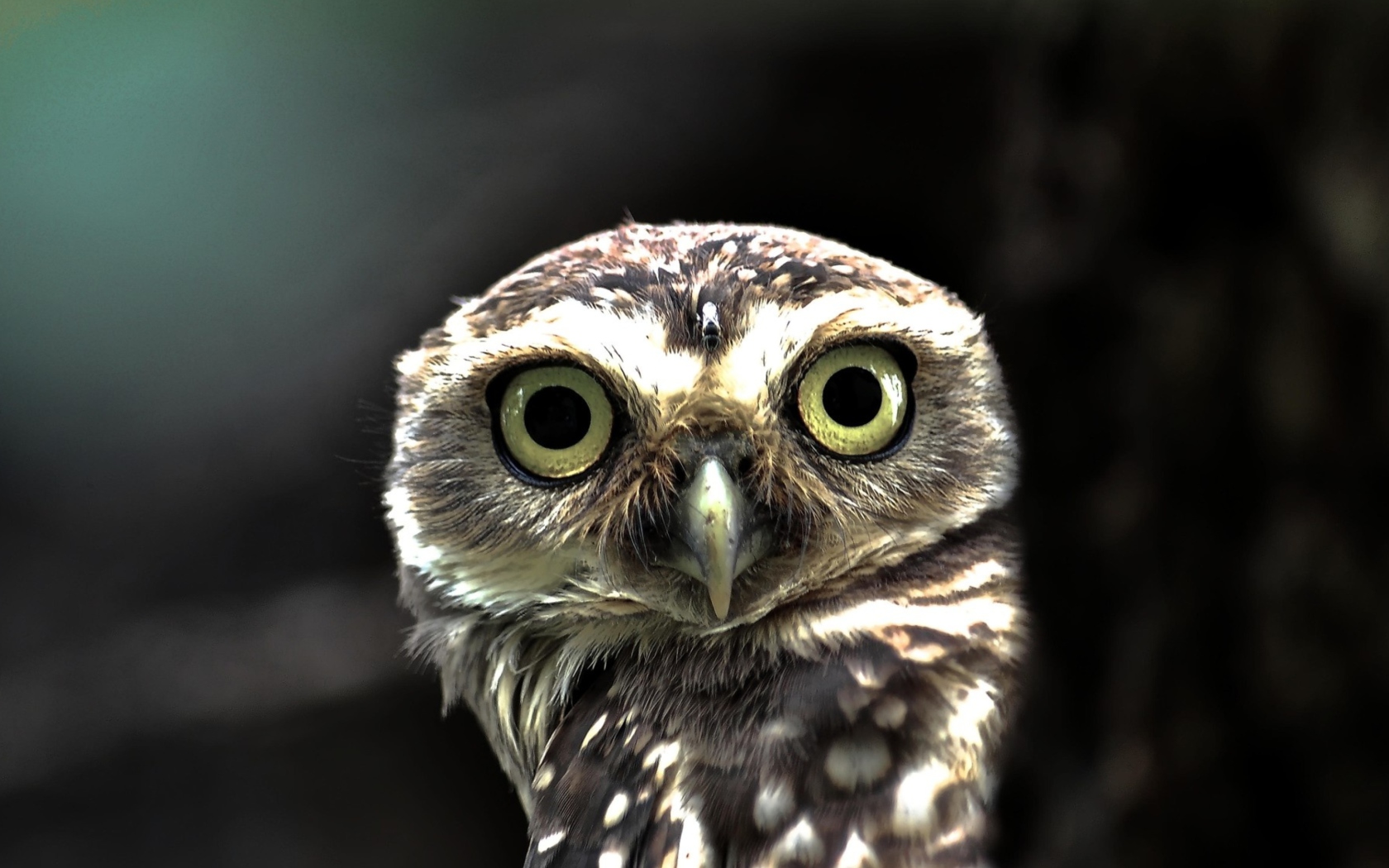 Big Eyed Owl wallpaper 1680x1050