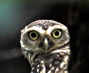 Big Eyed Owl wallpaper 176x144
