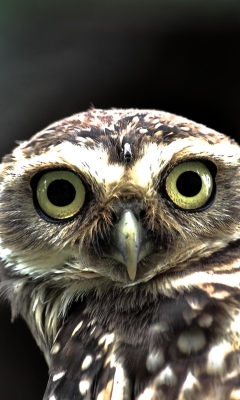 Screenshot №1 pro téma Big Eyed Owl 240x400