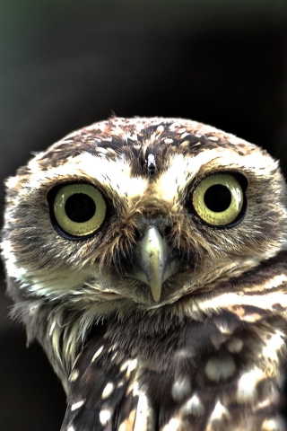 Big Eyed Owl wallpaper 320x480