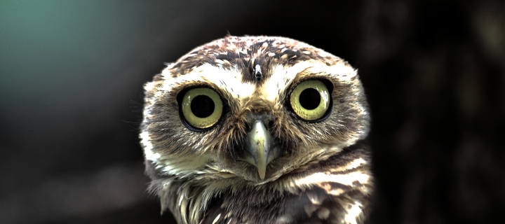 Sfondi Big Eyed Owl 720x320