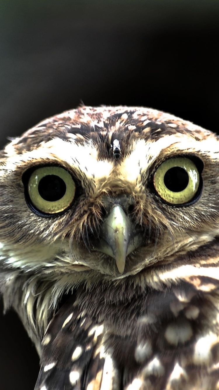 Big Eyed Owl wallpaper 750x1334