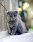 Grey Kitten screenshot #1 128x160