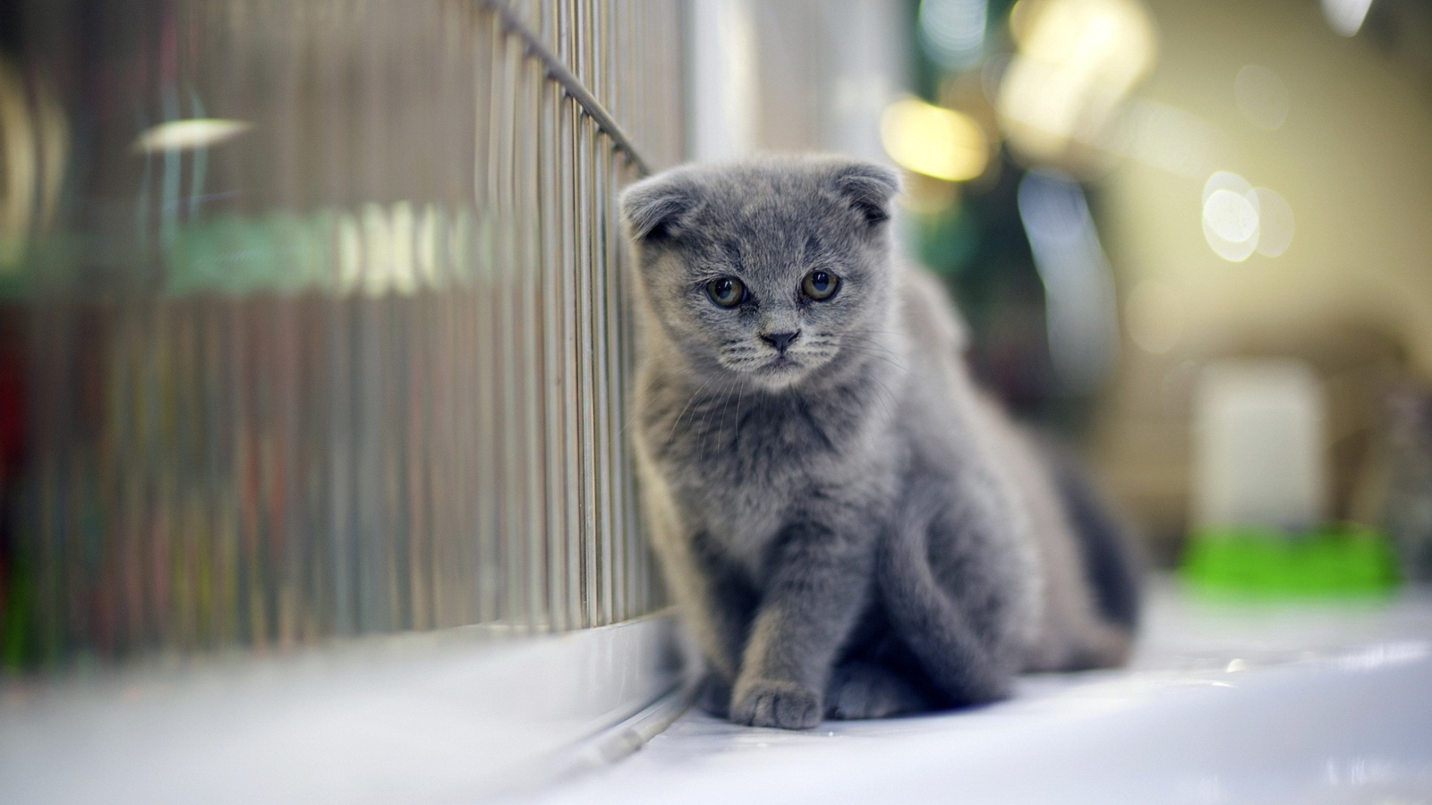 Grey Kitten wallpaper 1600x900