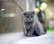 Обои Grey Kitten 176x144