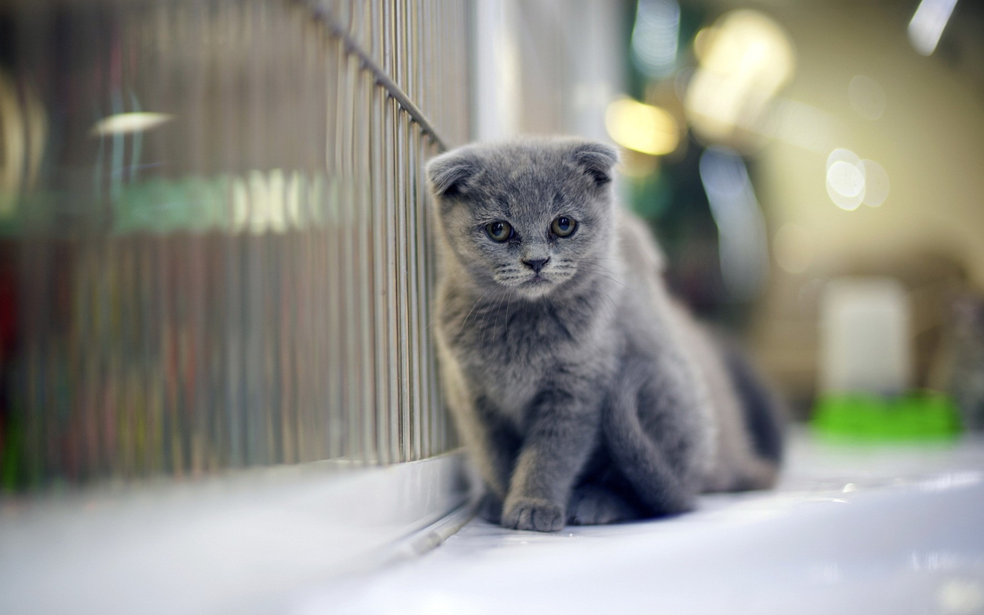 Sfondi Grey Kitten 1920x1200