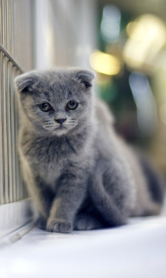 Grey Kitten wallpaper 240x400