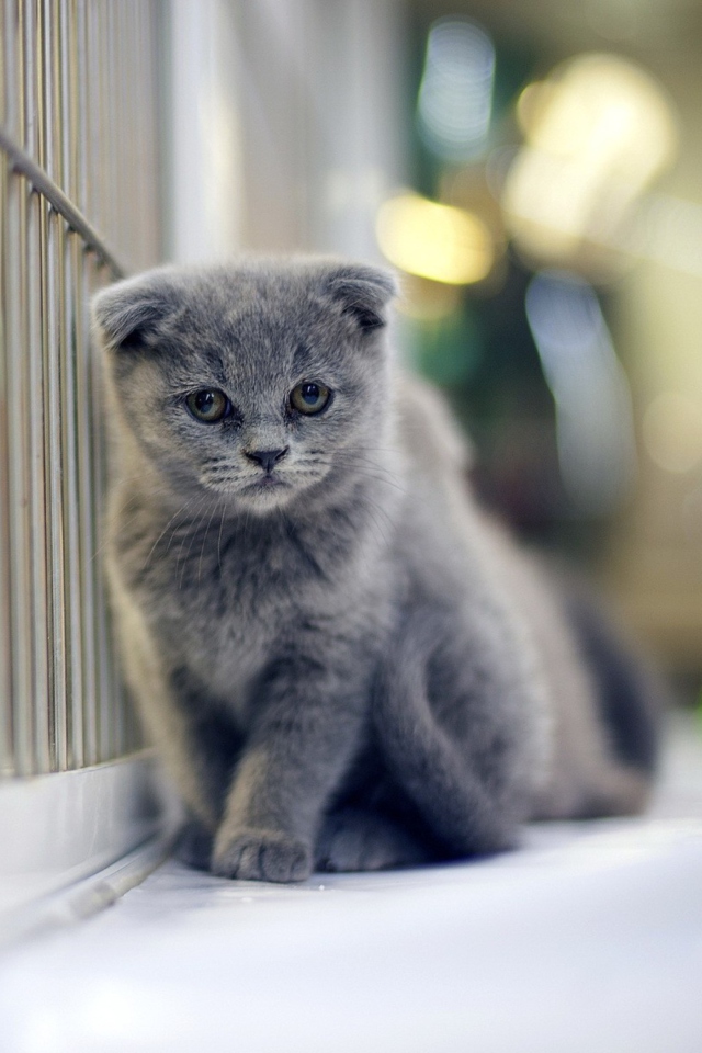 Grey Kitten wallpaper 640x960