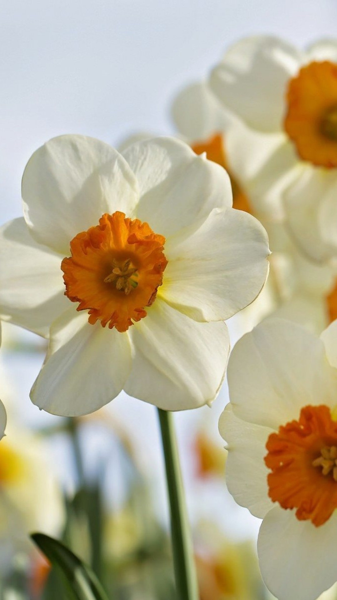 Обои Daffodils Spring 1080x1920