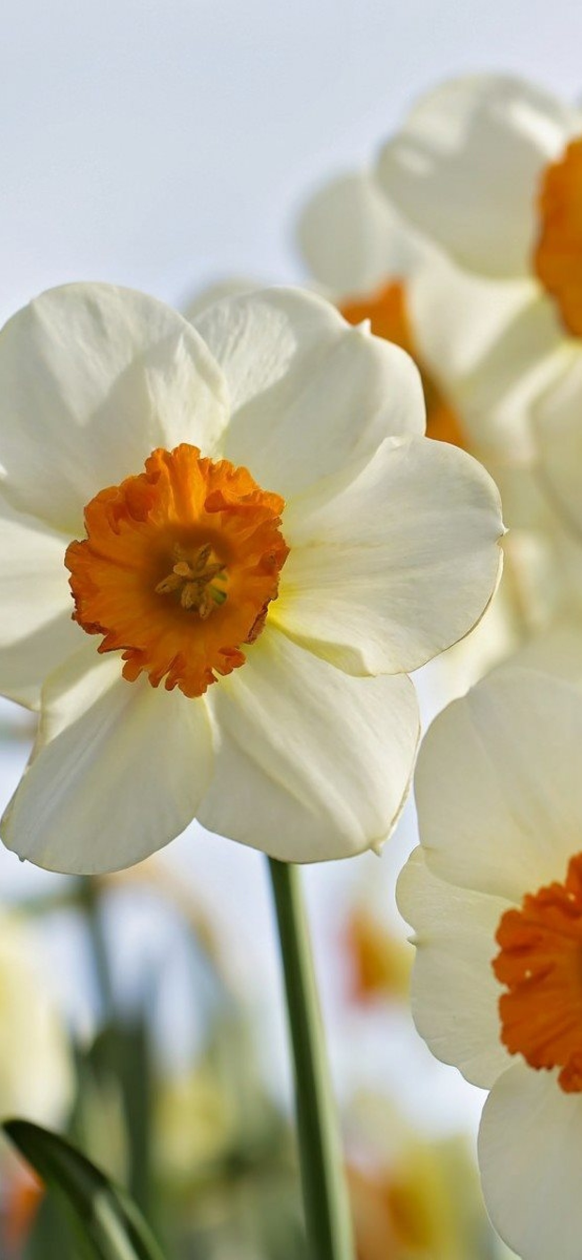 Обои Daffodils Spring 1170x2532