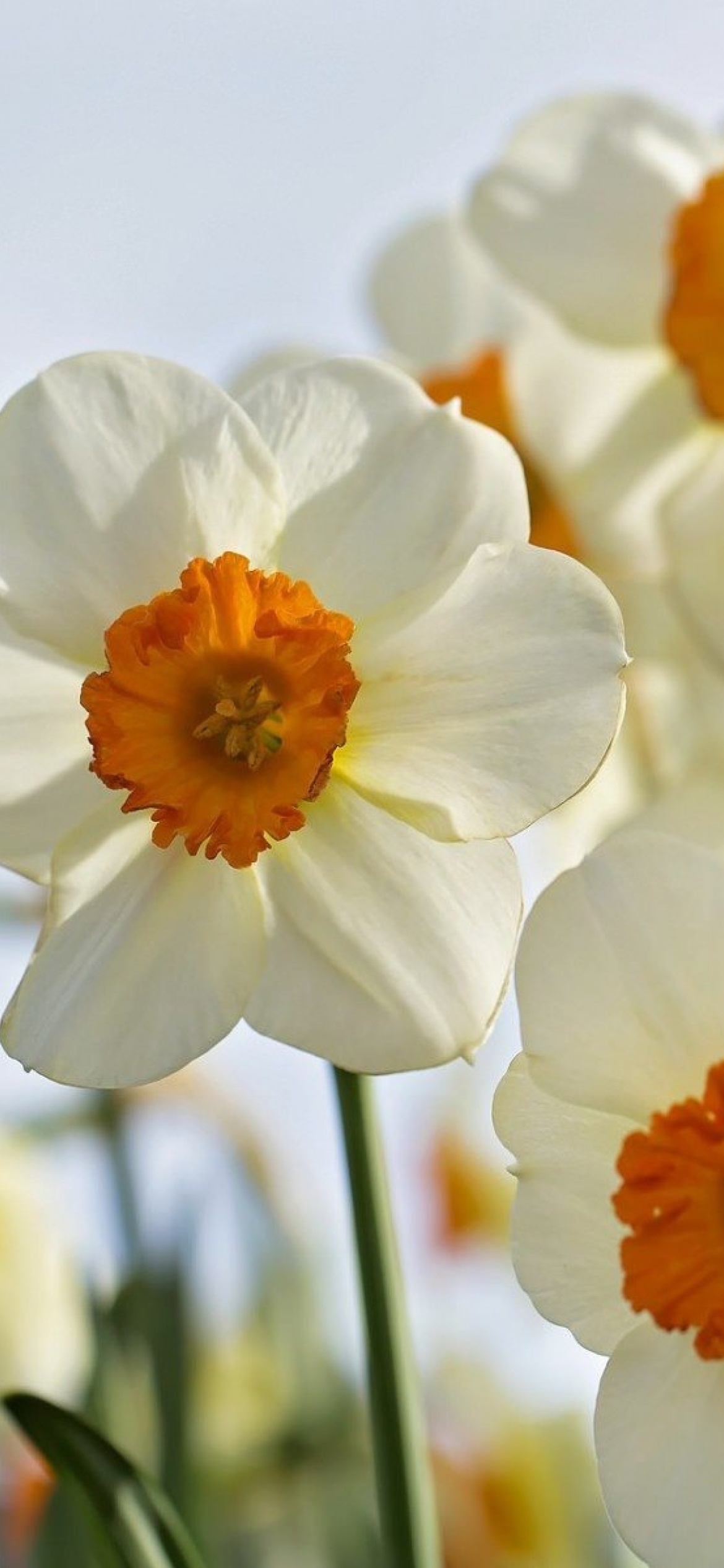 Daffodils Spring wallpaper 1170x2532