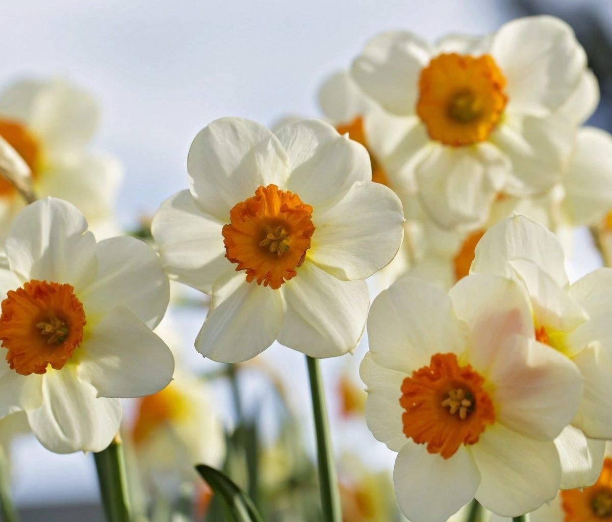 Обои Daffodils Spring 1200x1024