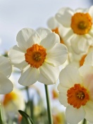 Screenshot №1 pro téma Daffodils Spring 132x176