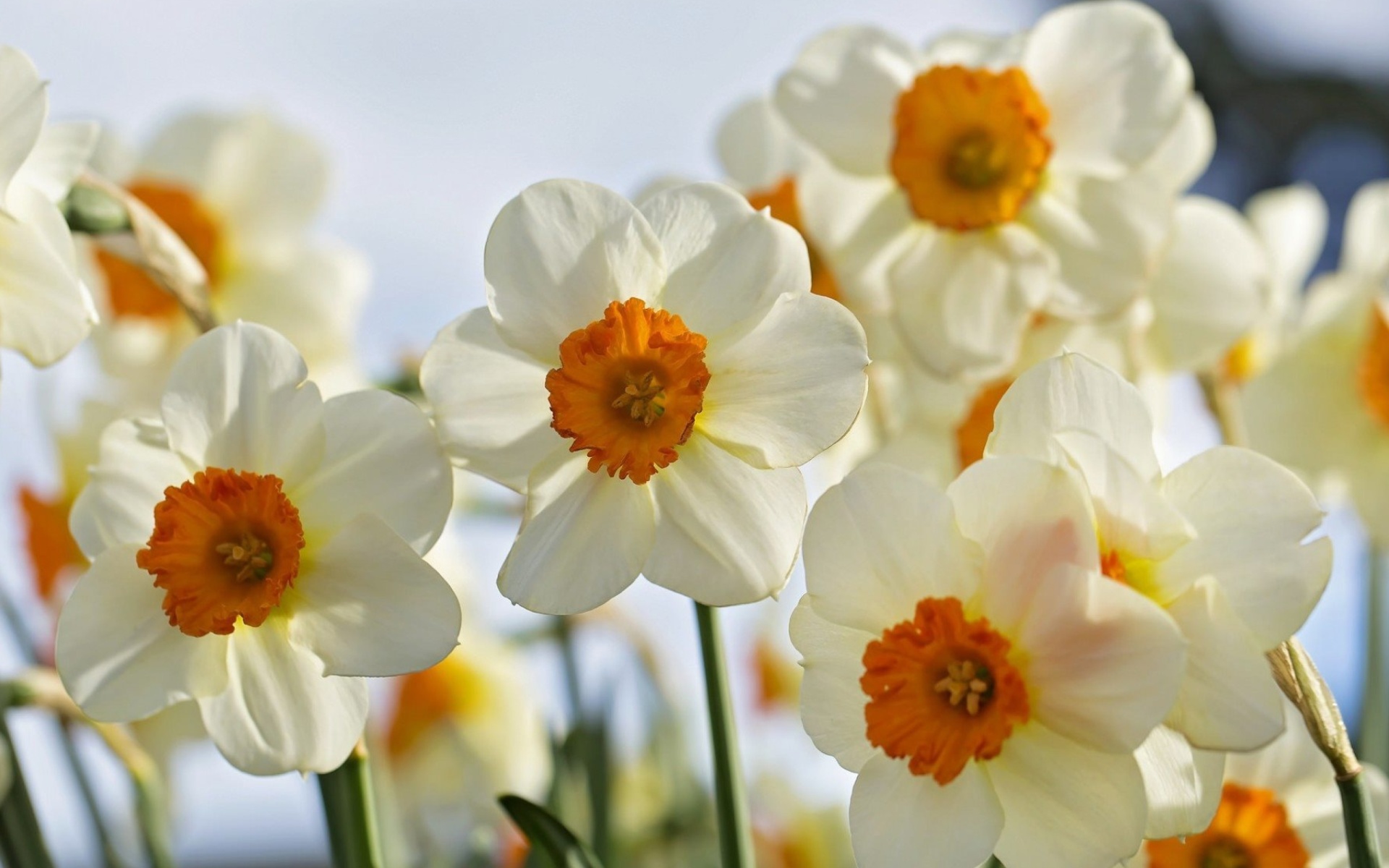 Обои Daffodils Spring 1920x1200