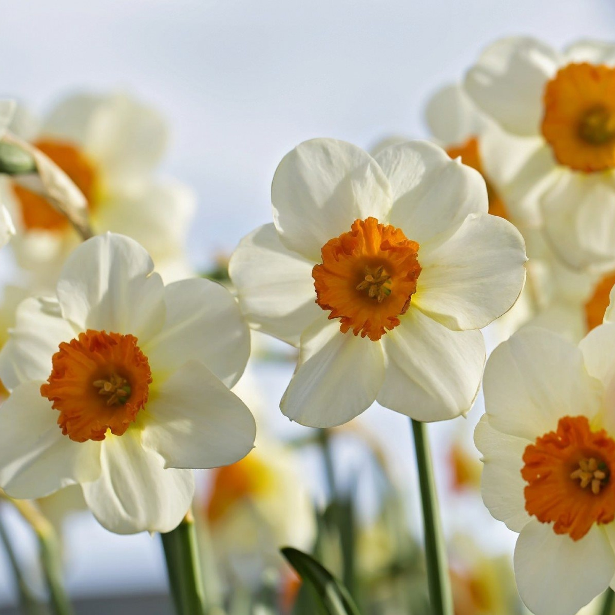 Daffodils Spring wallpaper 2048x2048