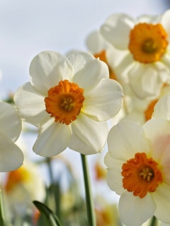 Обои Daffodils Spring 240x320