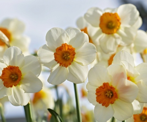 Daffodils Spring wallpaper 480x400