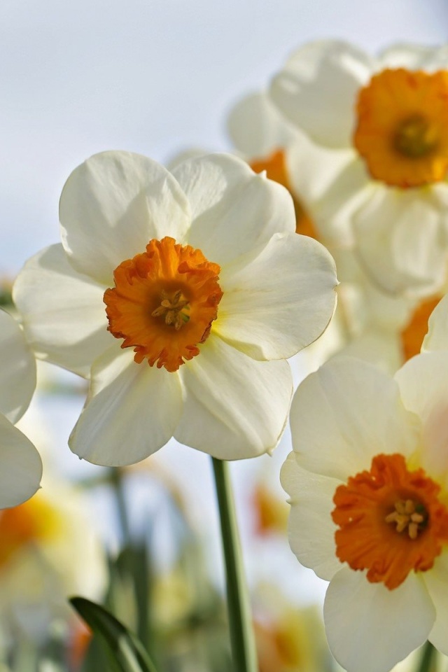 Fondo de pantalla Daffodils Spring 640x960