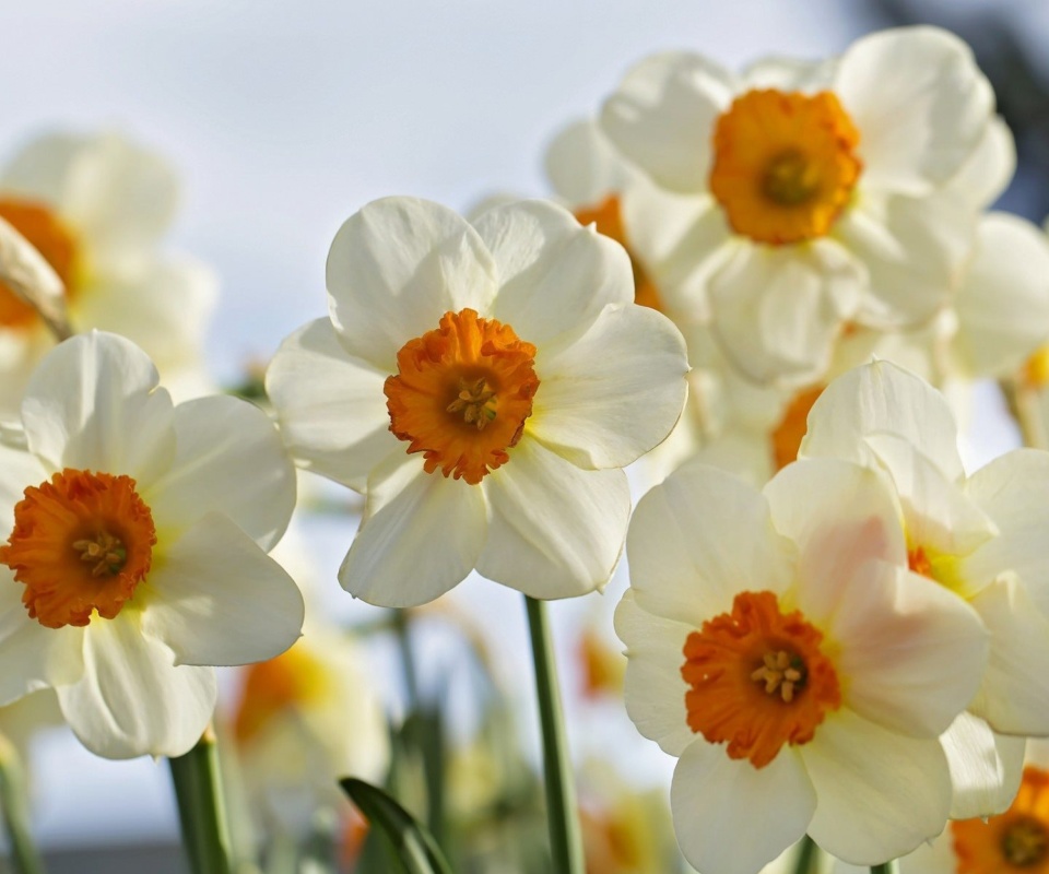 Обои Daffodils Spring 960x800