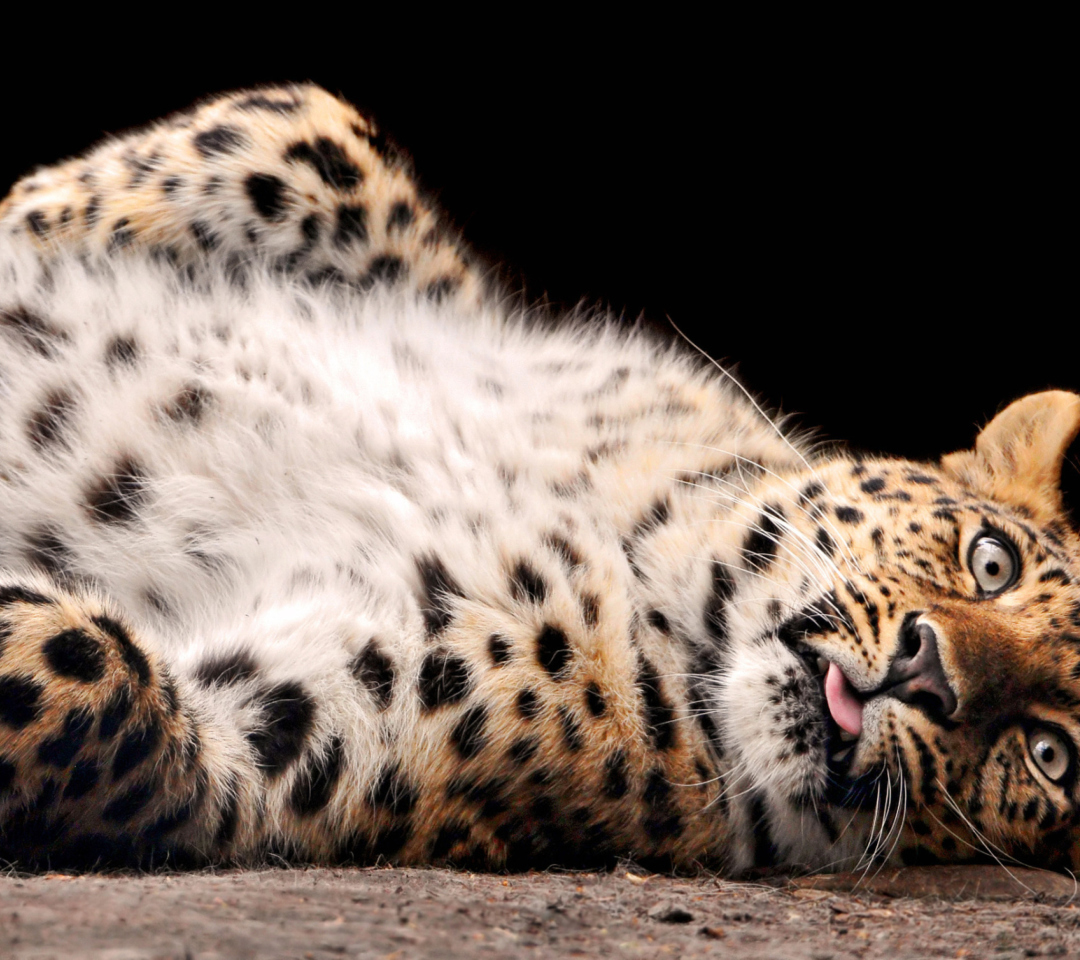 Tired Leopard wallpaper 1080x960