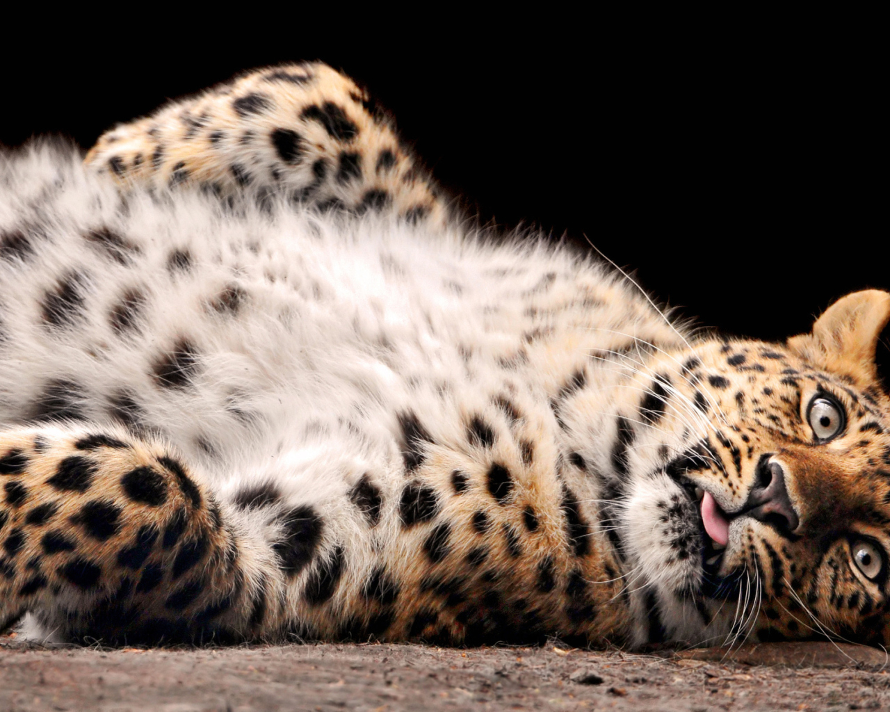 Tired Leopard wallpaper 1280x1024